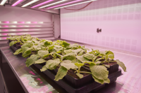 Leaf grows its plants in controlled environment rooms