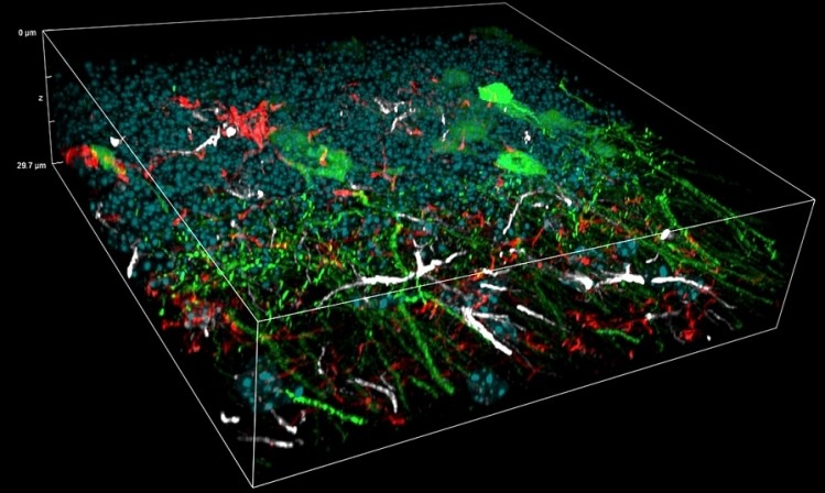 High-resolution images for life science research