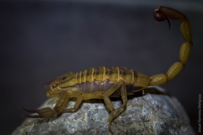 Mexican scorpion research could yield cancer and Parkinson's disease drugs