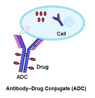 CMOs dominate the manufacturing of ADCs though there are only a limited number that can develop linkers and cytotoxins.