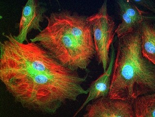 US national stem cell hub to reassess role after director quits