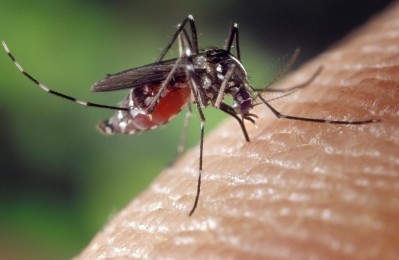 Catalent’s cell lines & Gate’s Foundation to make PATH Malaria vaccine