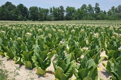 ZMapp is produced with tobacco-plant based mAbs. (Picture: Kevin Bercaw)
