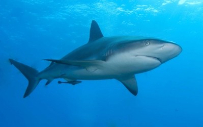 We’re gonna need a bigger bond: studying sharks to make better mAbs