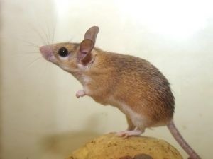 Pfizer Licenses Transgenic Mice Tech to Make Human MAbs