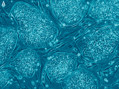 Lonza: stem cell reprogramming makes for better preclinical models
