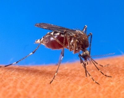 Dengue fever is one of the vaccines in Takeda's pipeline