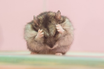 The Chinese hamster's role in bioproduction is set to be challenged by alternative cell lines. Image: Istock/Madhourse