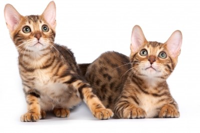 Cool with 'cats? (iStock/Dixi_)