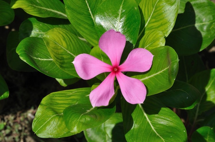 Madagascan periwinkle key for cancer drug production...for now