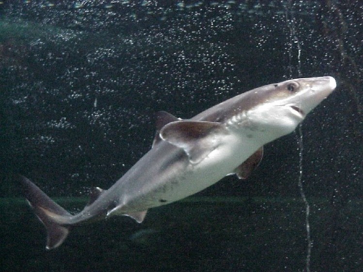 The proteins are humanised versions of those found in spiny dogfish sharks (Image: Sergi Balaguer/CC)