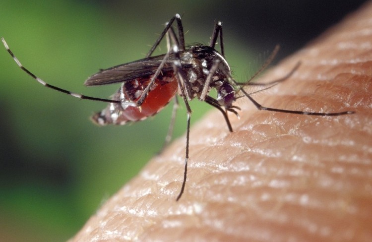 Catalent’s cell lines & Gate’s Foundation to make PATH Malaria vaccine