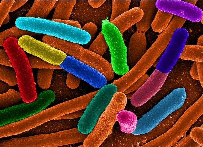 Cobra and UK academics working to fine tune E.coli 