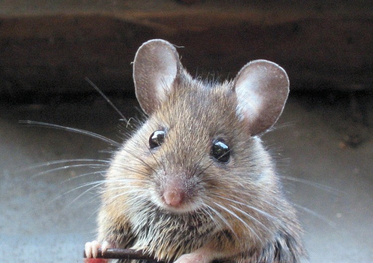 Modified mouse may help Sanofi and Regeneron dominate asthma market