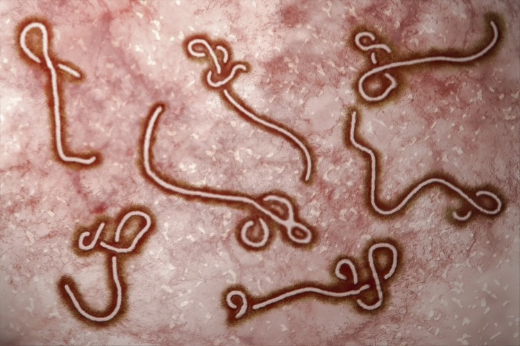 Kymab is using its technology to discover an Ebola mAb