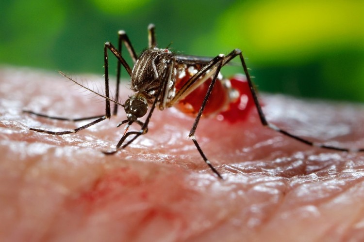 Only female mosquitoes spread malaria