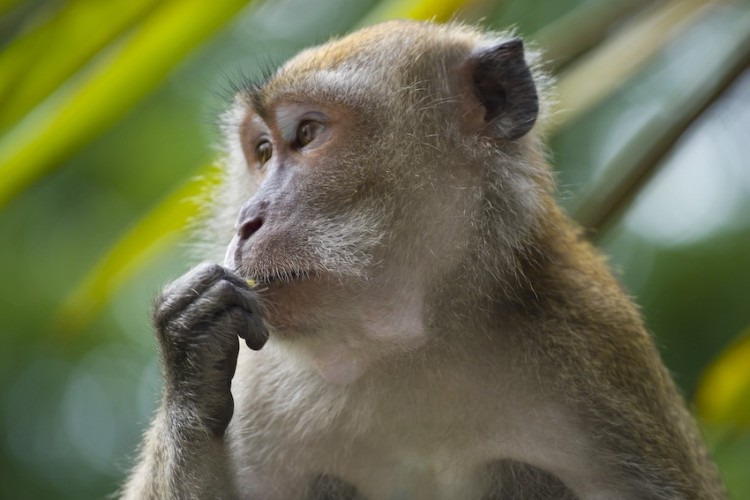  The crab-eating macaque (Macaca fascicularis) also known as the cynomolgus monkey protected by Immunovaccine's Ebola vaccine