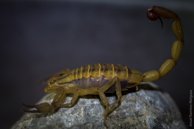 Mexican scorpion research could produce new cancer and Parkinson's disease drugs