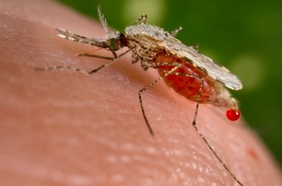 Malaria protein conjugate could deliver anti-cancer drugs, researcher