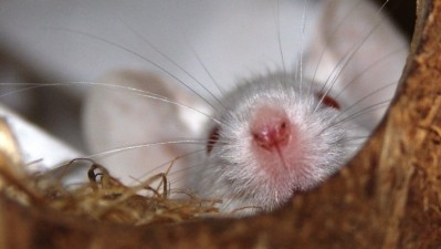 Rodent droppings can introduce viruses into raw materials warehouses