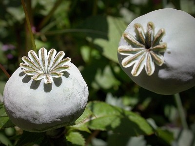 GSK claims to have identified key enzyme in opium synthesis mechanism