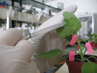 Medicago uses Nicotiana benthamiana, a relative of the tobacco plant, to produce vaccines