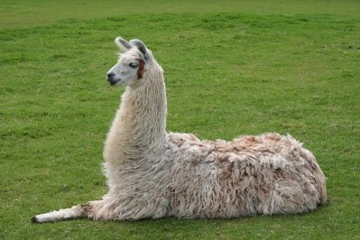 ArGEN-X to discover Abs for Bayer using llama tech