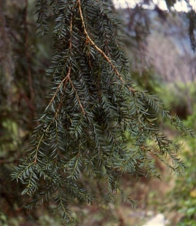 It Had To Be Yew? Not So Says Phyton With New Docetaxel CEP