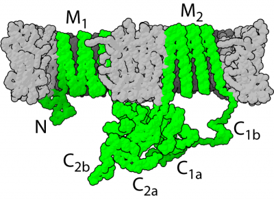 The structure of the enzyme adenylate cyclase, engineered to form CyaA vectors