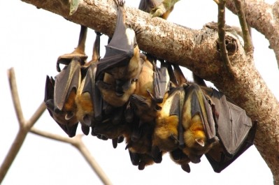 Fruit bats of the Pteropodidae family are the natural host of Nipah virus. Pic:getty/HHakim