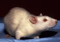 MCW is using Transposagen's gene editing tech to create transgenic rats