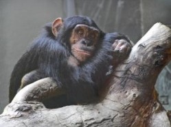 Research on chimpanzees still a necessity